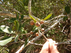 Manilkara jaimiqui emarginata