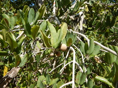 Manilkara jaimiqui emarginata