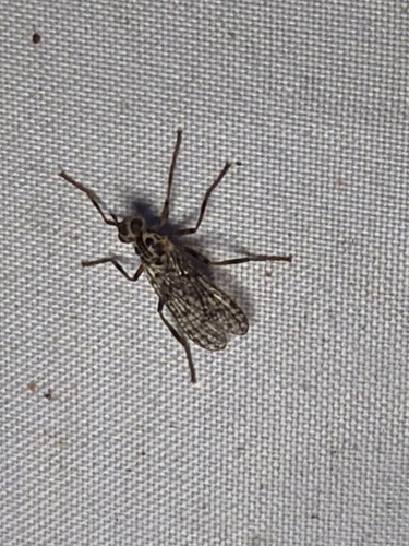 Unknown species found near El Portal Dr, Hollywood Park, TX, US