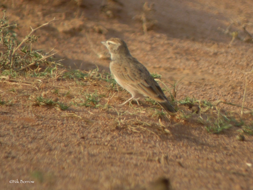 Rufous-capped Lark