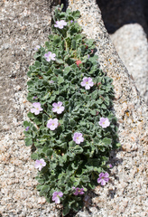 Erodium corsicum