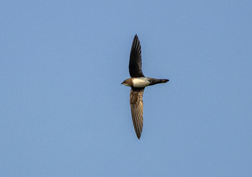 Alpine Swift (Tachymarptis melba), photo 7