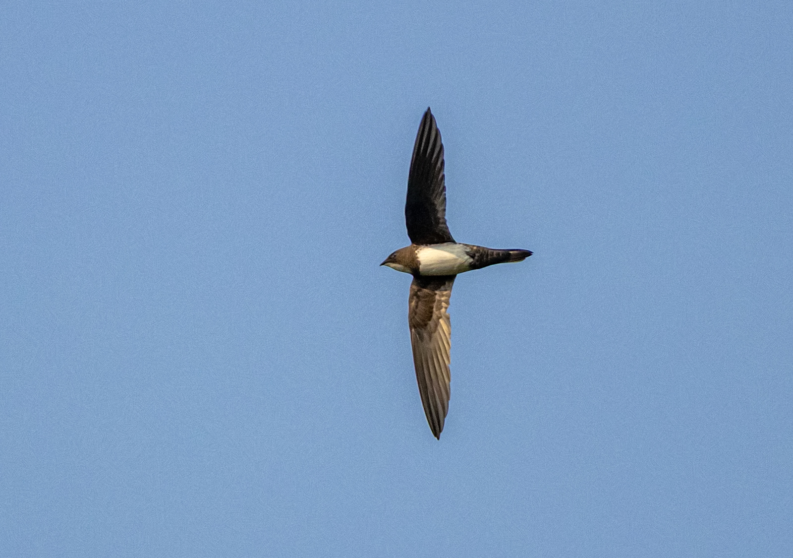 Alpine Swift (Tachymarptis melba), photo 7