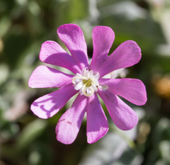 Silene colorata
