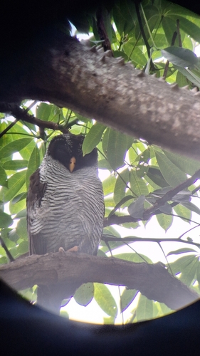 Black-and-white Owl (Strix nigrolineata), photo 9