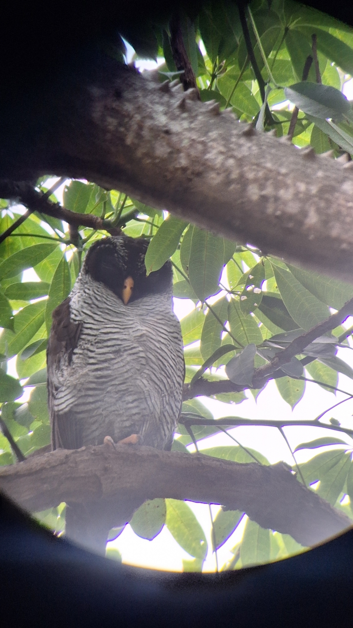 Black-and-white Owl (Strix nigrolineata), photo 9