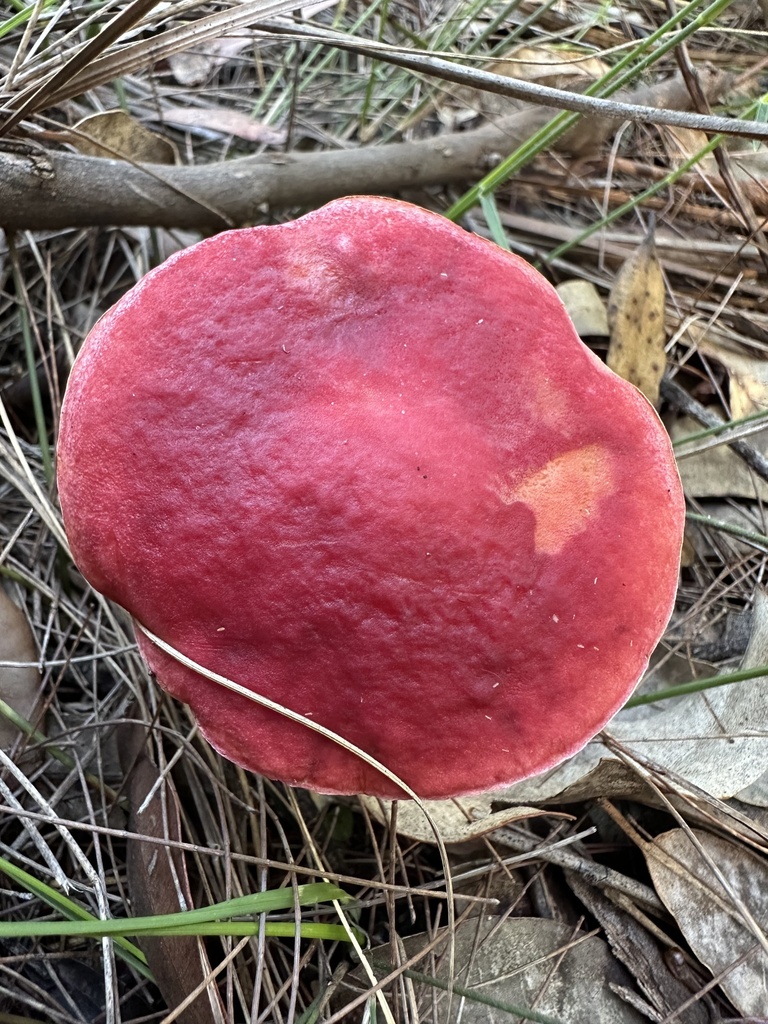 Boletellus obscurecoccineus · March 2026 · photo: © prossington (iNaturalist, cc-by)