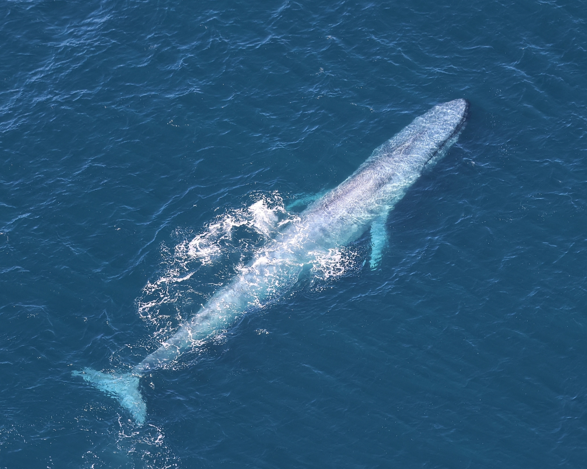 Balaenoptera musculus