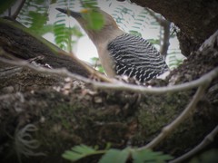 Melanerpes aurifrons