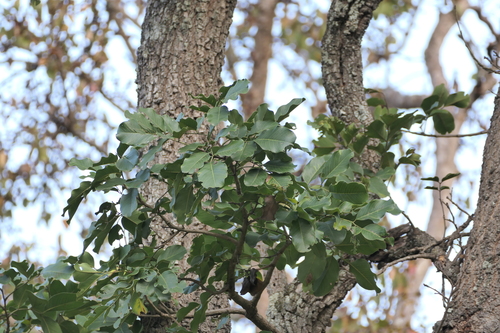 Malabar Kino (Pterocarpus marsupium)