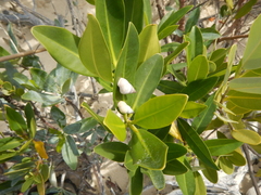 Littorinimorpha