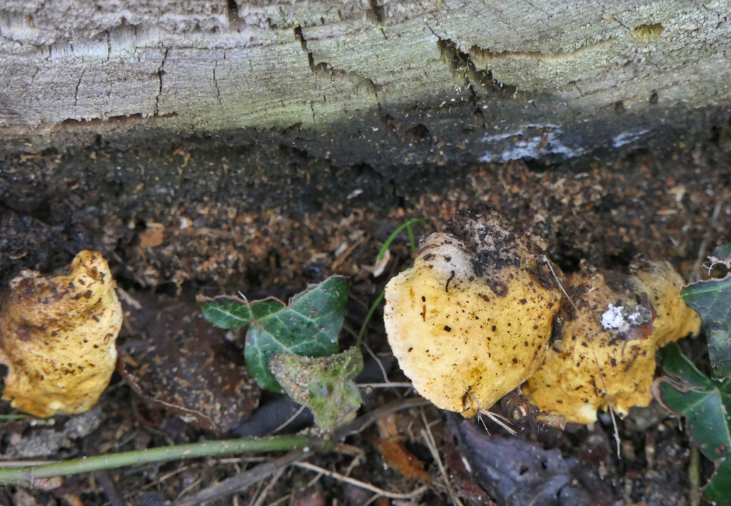 Phyllotopsis nidulans · December 2025 · photo: © hhkaaks (iNaturalist, cc0)