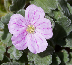 Erodium corsicum