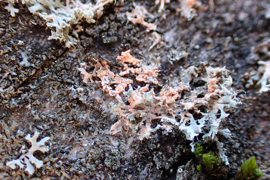 Erythricium aurantiacum · March 2026 · photo: © thomas-- (iNaturalist, cc-by)
