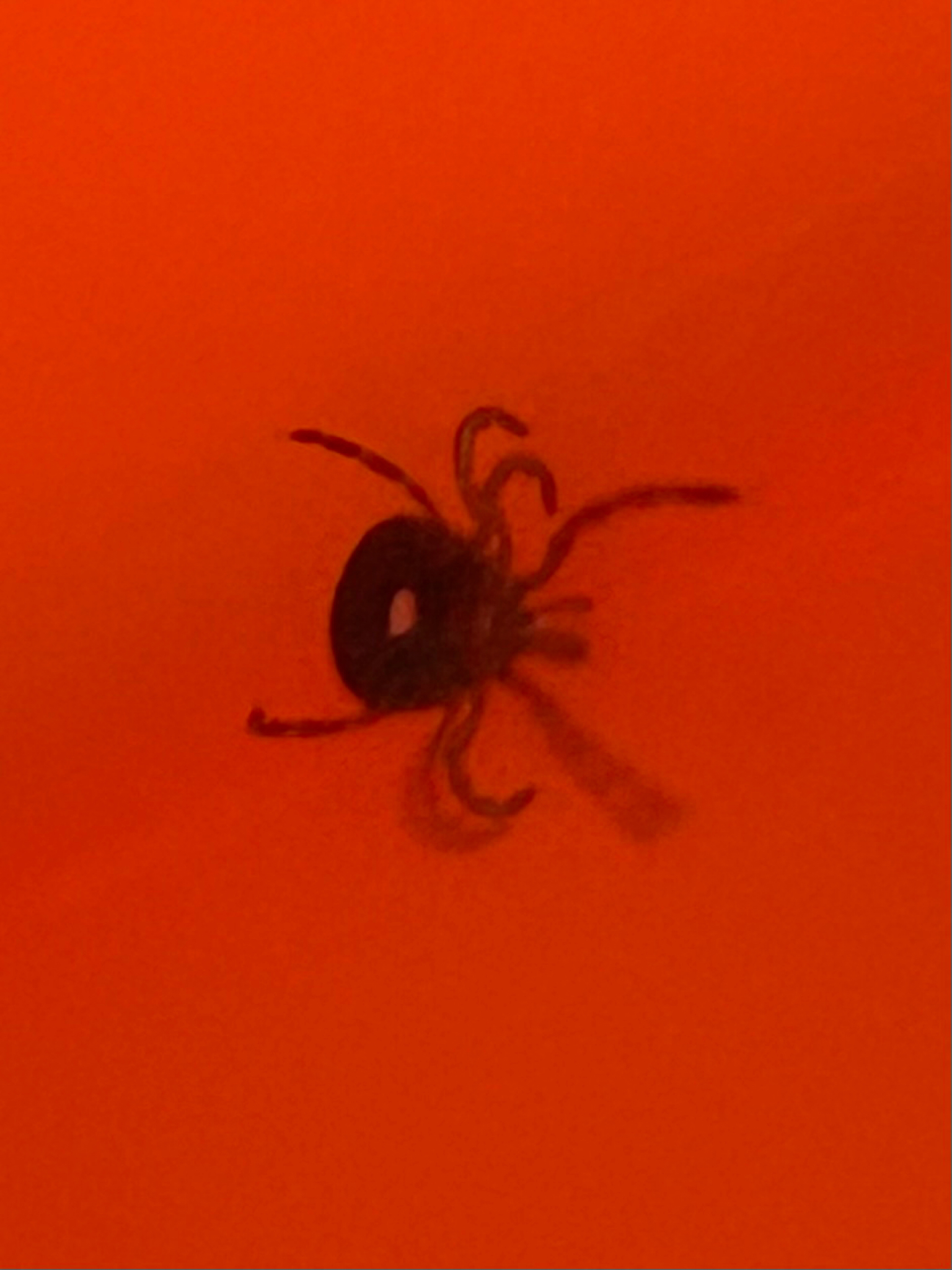 Amblyomma americanum Linnaeus, 1758