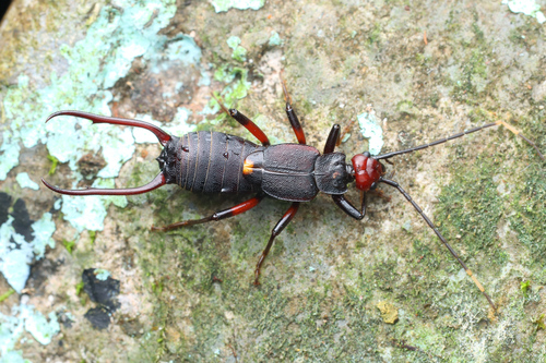 Allodahlia oxypyga