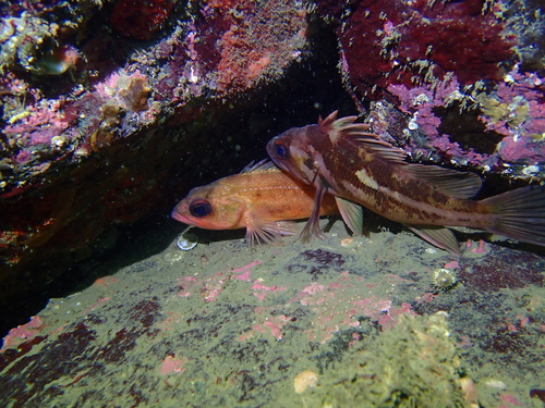Puget Sound rockfish (Sebastes emphaeus) — Sebastidae