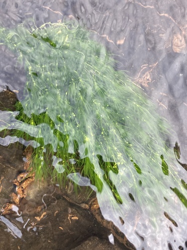 Fassett's water-starwort (Callitriche fassettii)