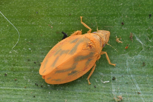 Stenotortor subhimalaya