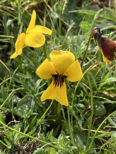 Douglas' violet (Viola douglasii)