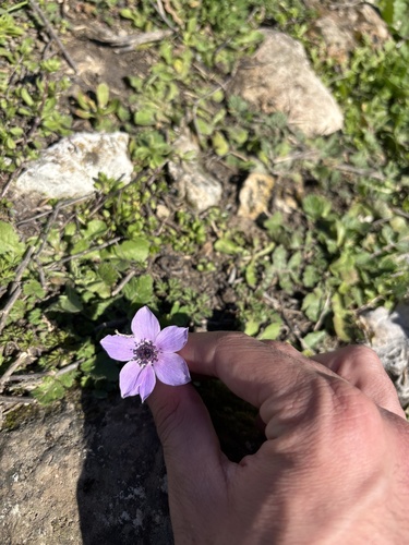poppy anemone