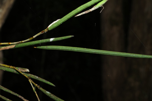 Dendrobium schoeninum, photograph 4