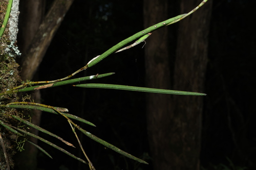 Dendrobium schoeninum, photograph 3