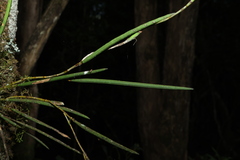 Dendrobium schoeninum, photograph (c) Greg Tasney, some rights reserved (CC BY-SA)