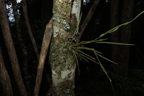 Common Pencil Orchid (Dendrobium schoeninum)