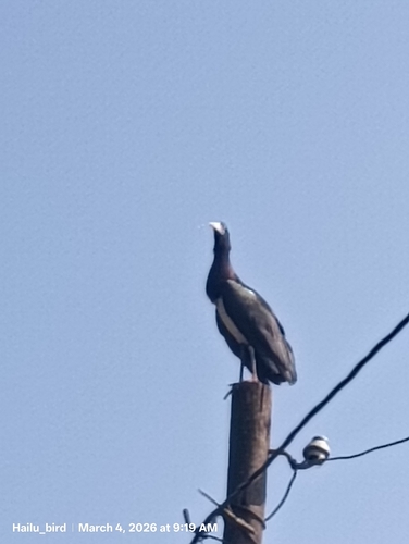 Abdim's Stork