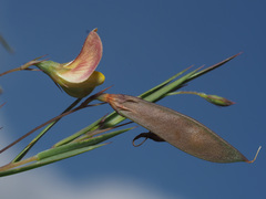 Aspalathus alpestris