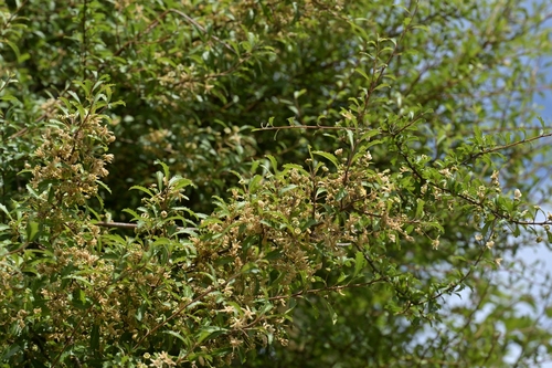 Narrow-leaved lacebark (Hoheria angustifolia)