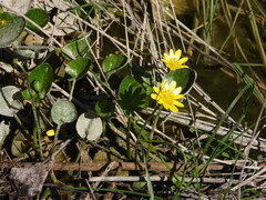 lesser celandine