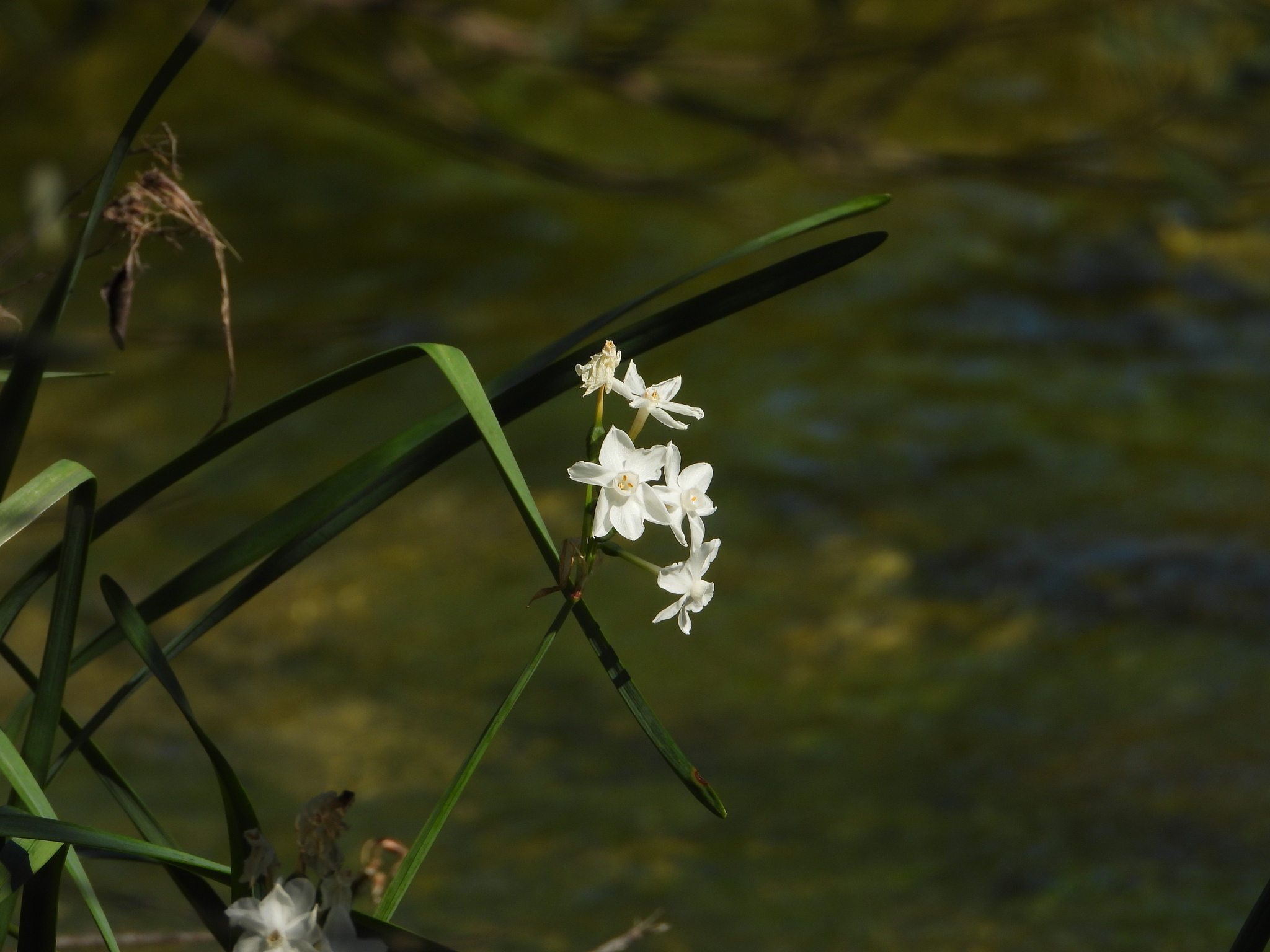 Paperwhite Narcissus (Narcissus papyraceus)