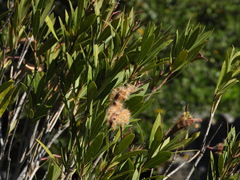 Nerium oleander — photo 3