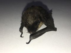 Eptesicus nilssonii