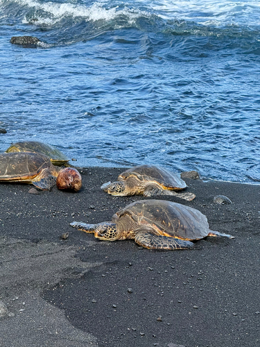 Chelonia mydas observed 2026-03-03