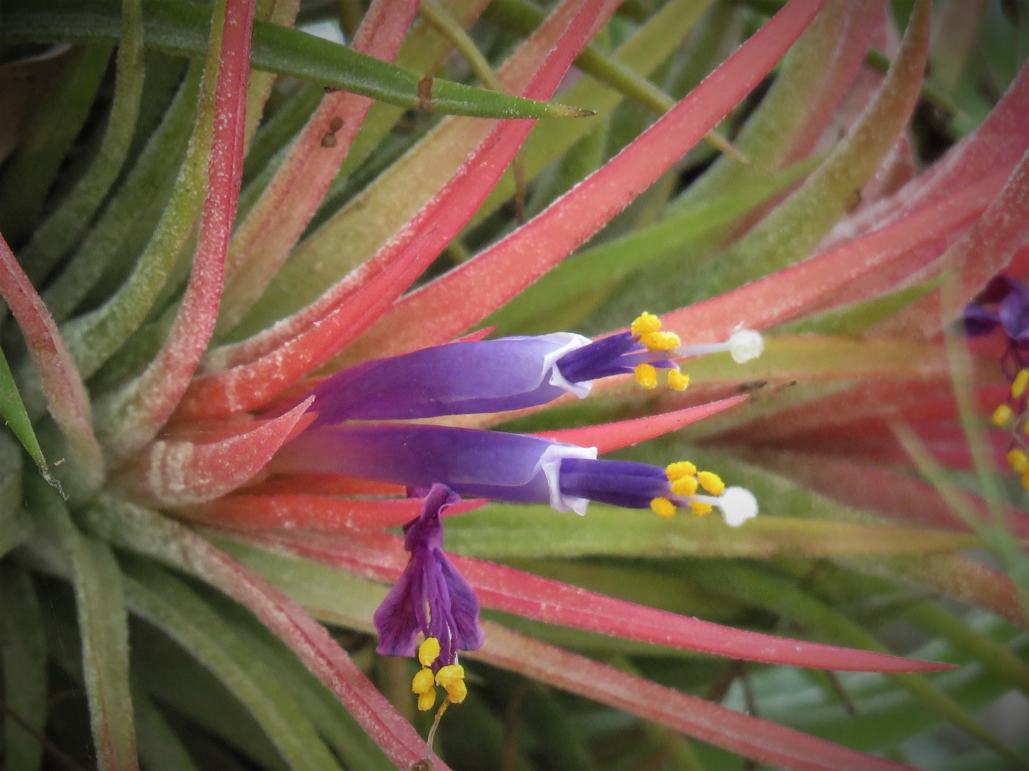 Blushing Bride Airplant (Tillandsia ionantha) · iNaturalist