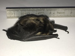 Eptesicus nilssonii