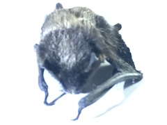 Eptesicus nilssonii