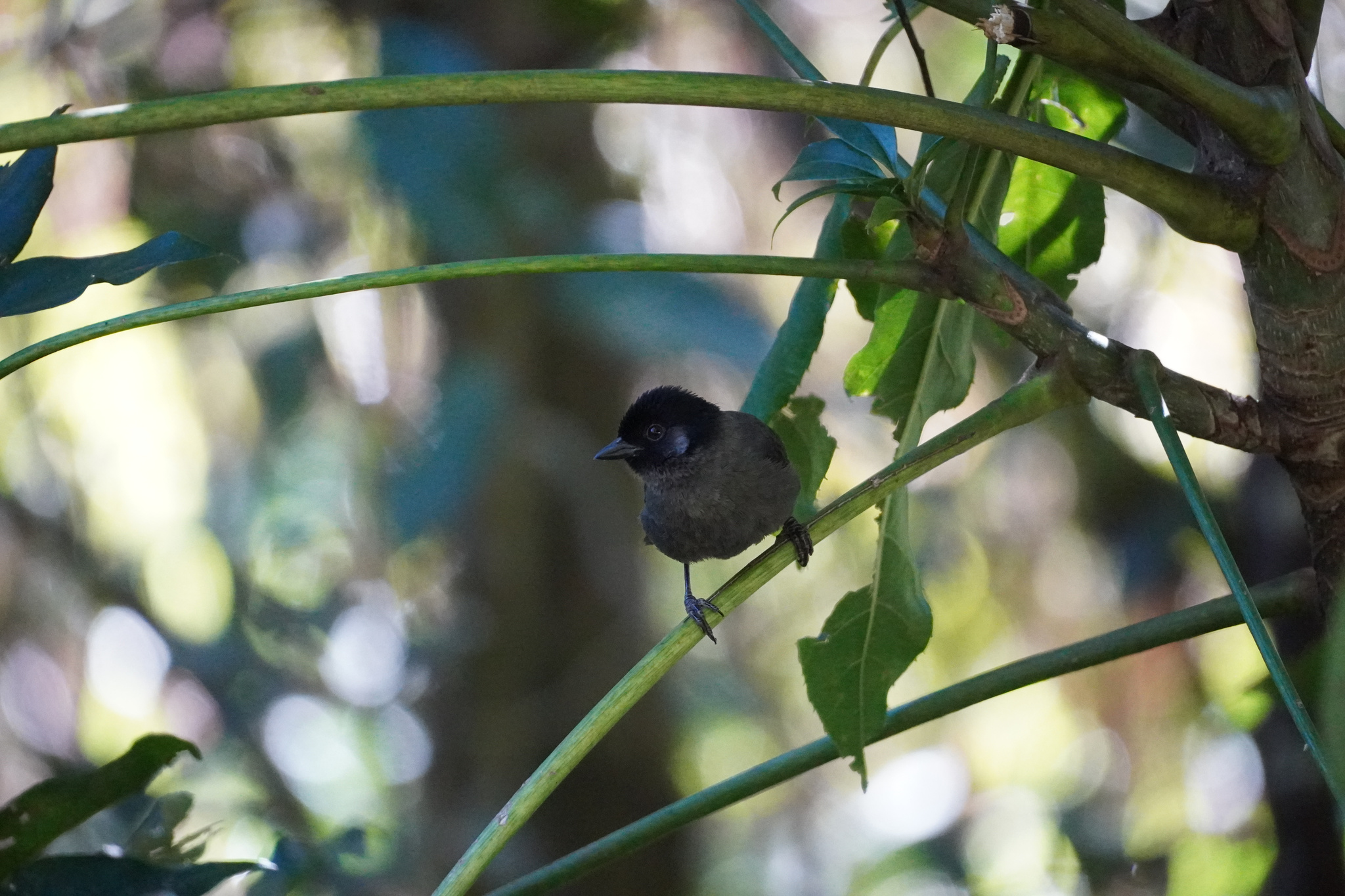 Yellow-thighed Brushfinch (Atlapetes tibialis), photo 5