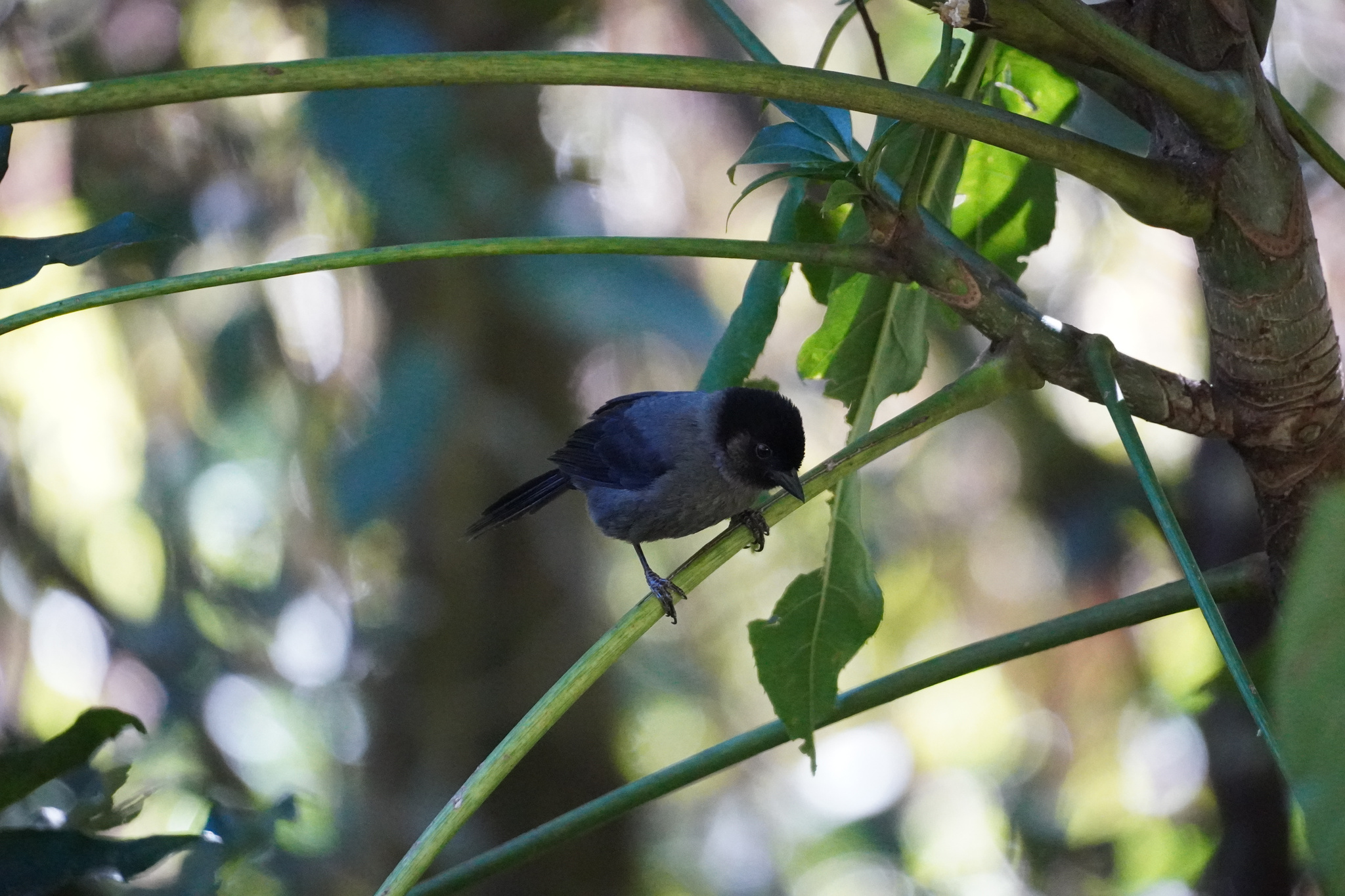 Yellow-thighed Brushfinch (Atlapetes tibialis), photo 6
