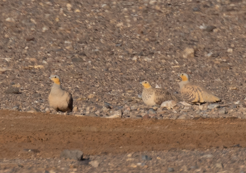 Spotted Sandgrouse (Pterocles senegallus), photo 4