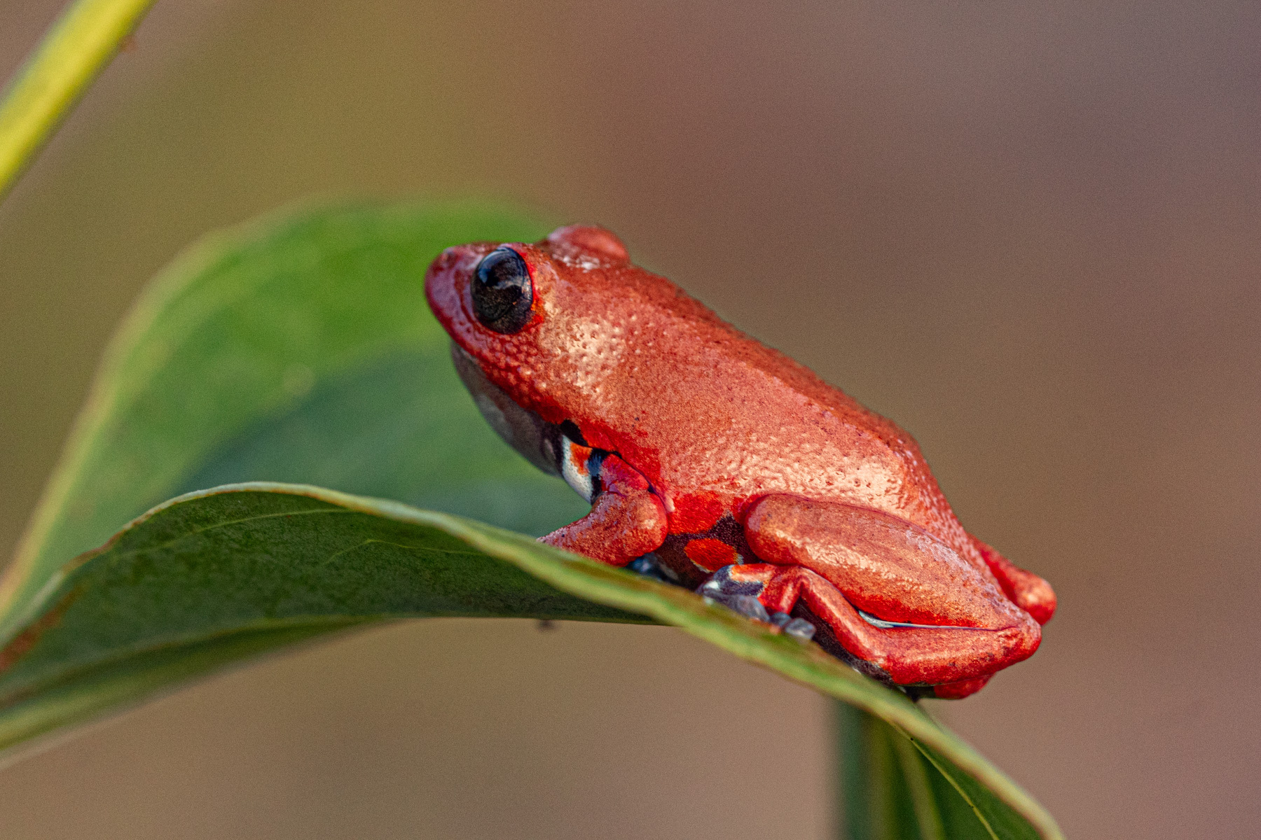 Steindachner's Reed Frog photo 2
