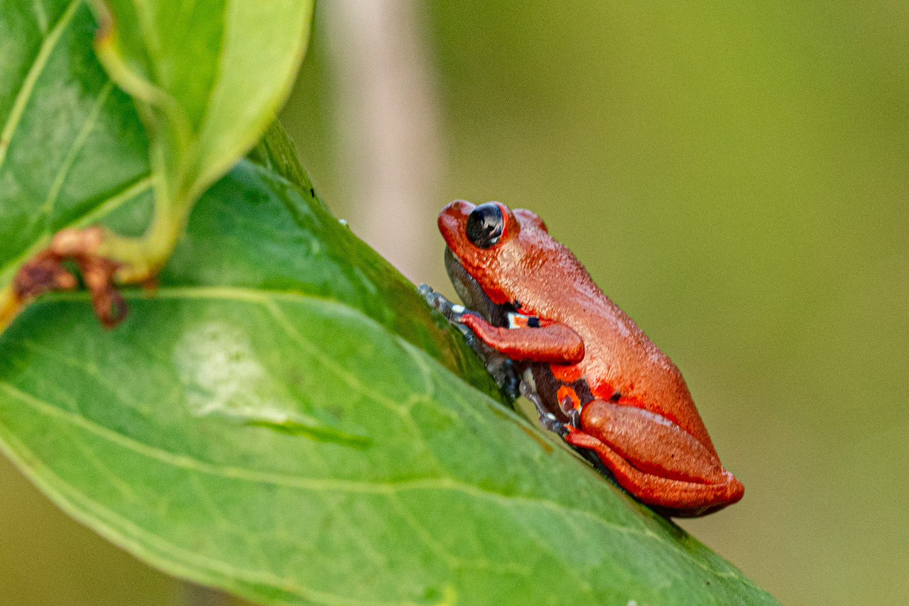 Steindachner's Reed Frog photo 3