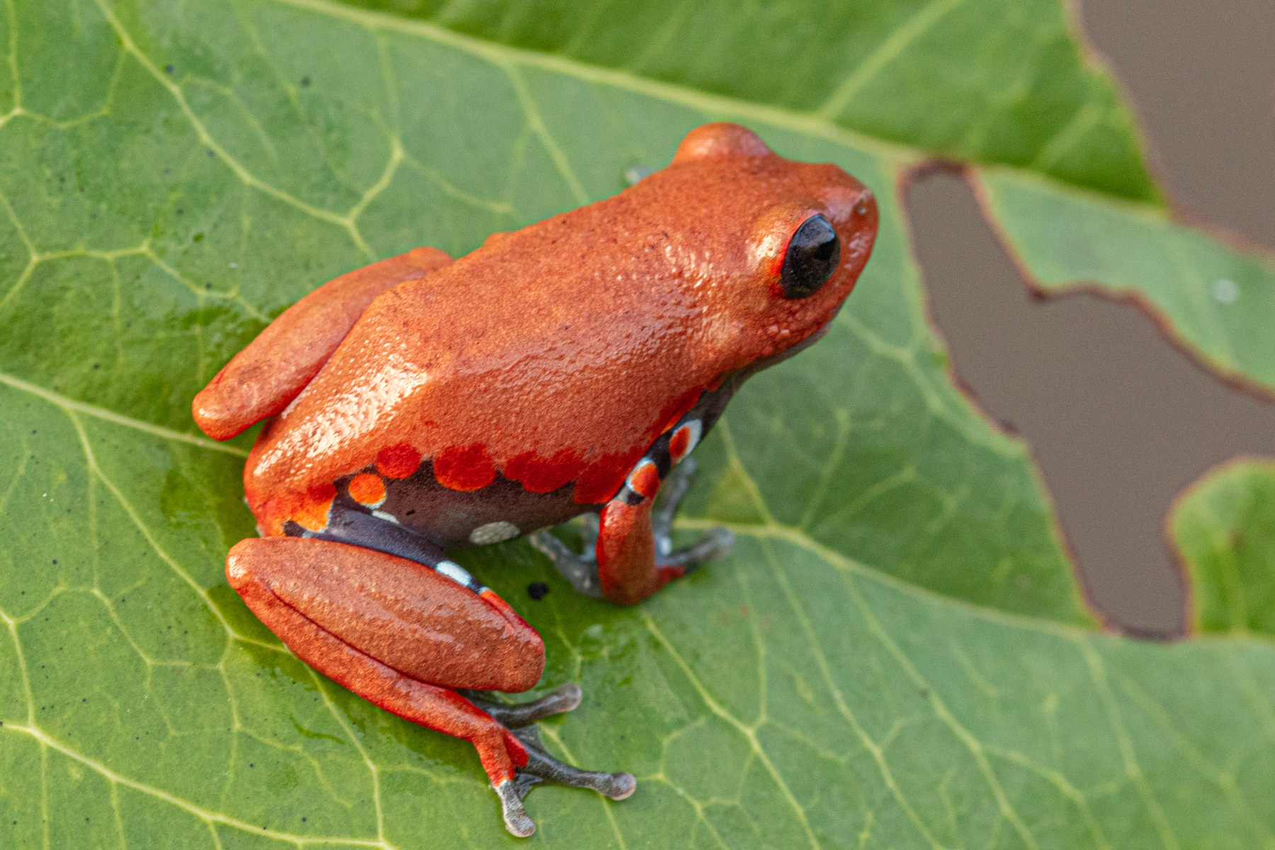 Steindachner's Reed Frog