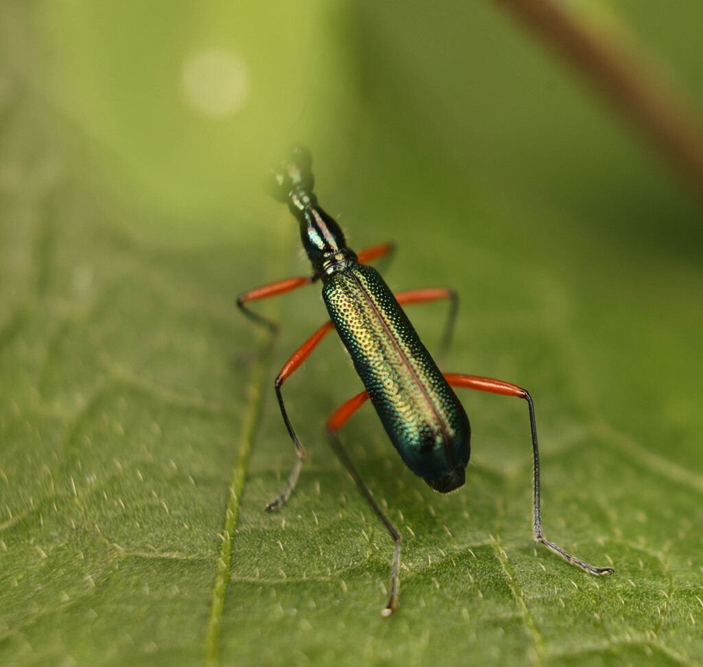 Neocollyris bonellii (Neocollyris bonellii)