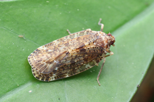 Catonidia trilobata