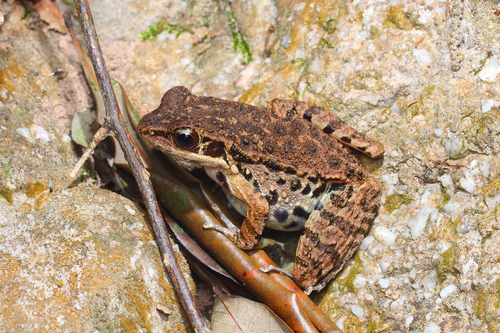 Mao-Son Frog