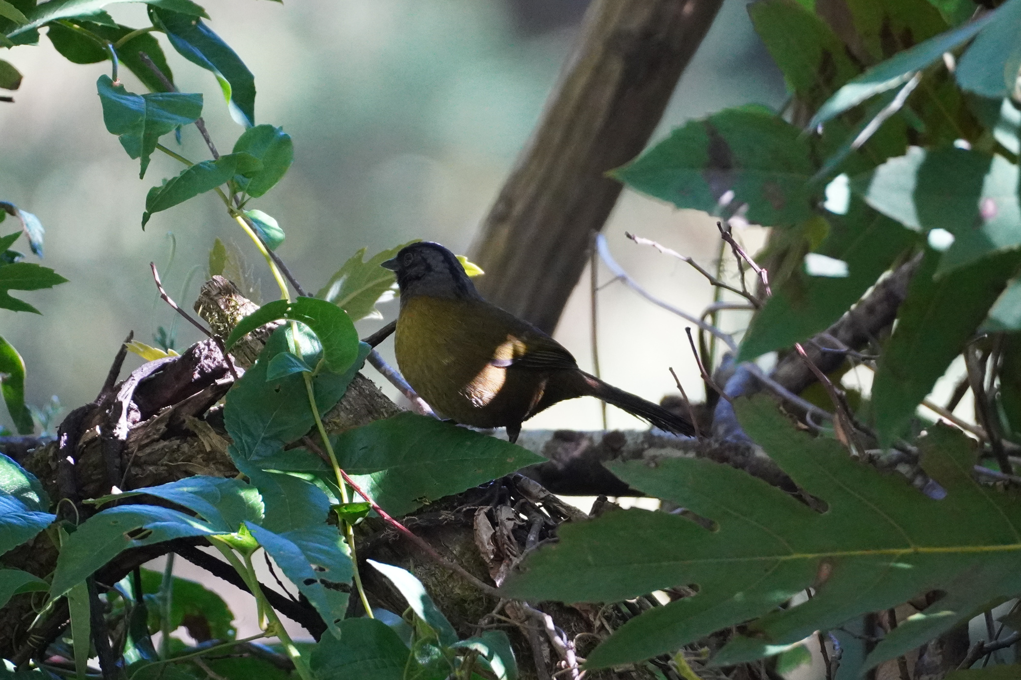 Large-footed Finch (Pezopetes capitalis), photo 4